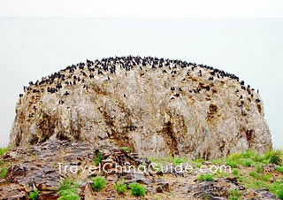 Cormorant Island, Qinghai Lake 